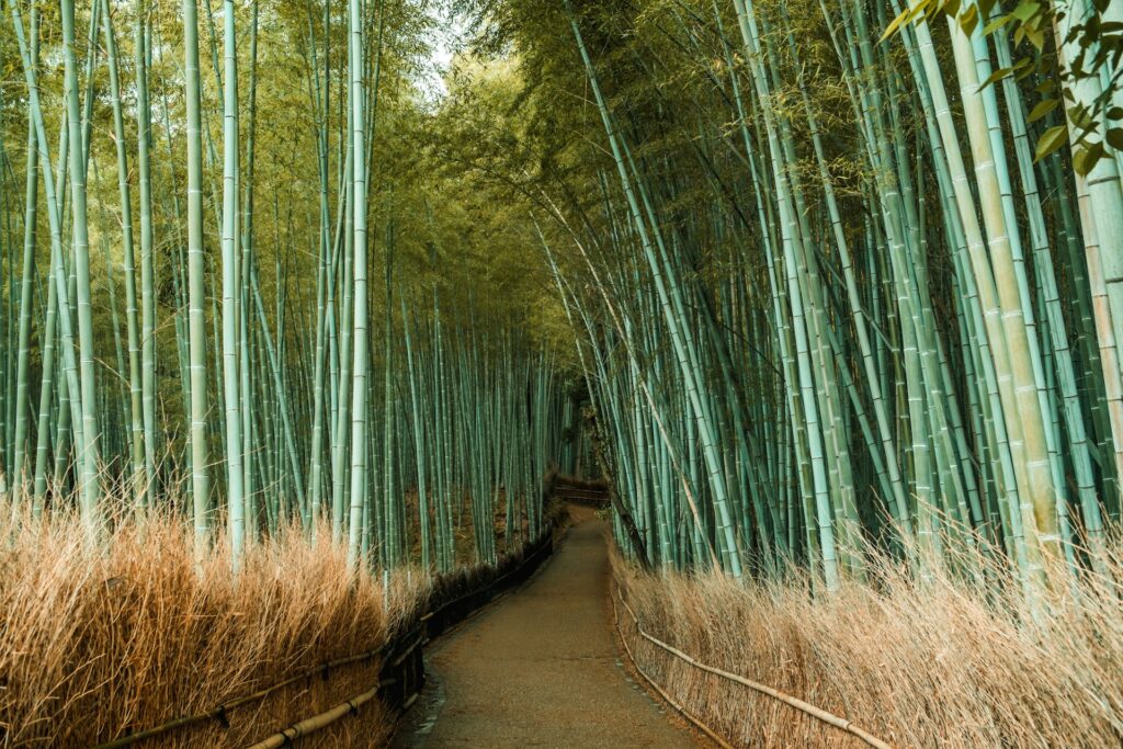 嵐山
